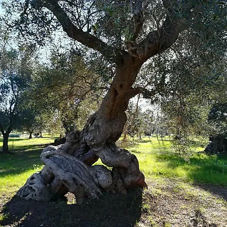 Trullo Alessandro E Raffaela بيت للعطل *
